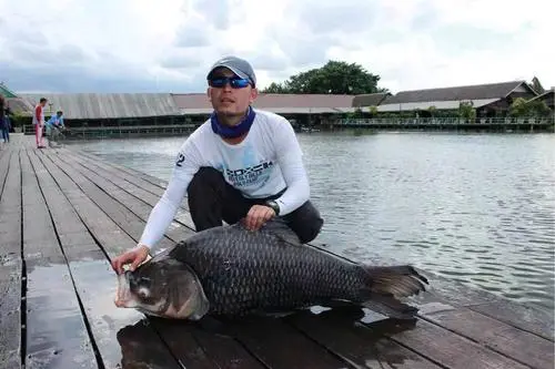 30斤“鯽魚王”被釣起!在泰國被吃到受保護,為何會出現在我國? 30斤“鯽魚王”被釣起!在泰國被吃到受保護,為何會出現在我國?
