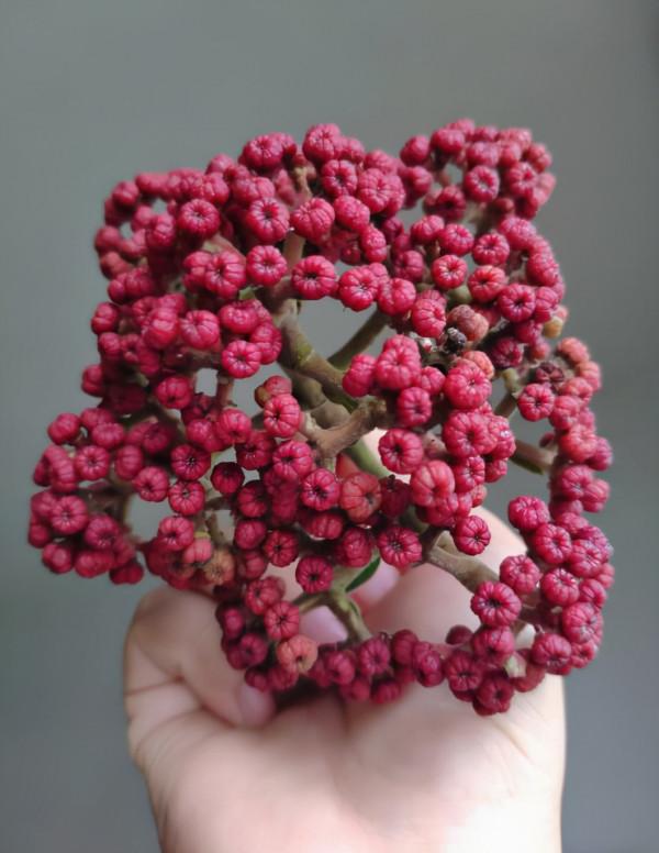 歲歲重陽，今又重陽