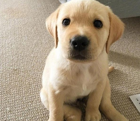 原來養拉布拉多有這麼多好處，難怪那麼多人養