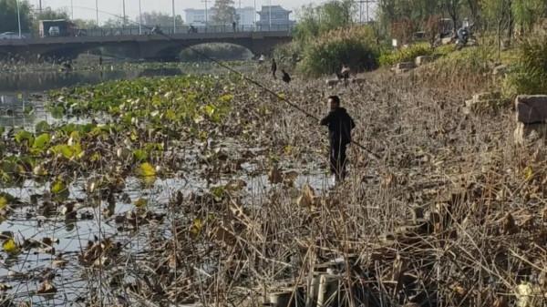 釣魚釣草窩！草窩分三種：金窩、銀窩和狗窩