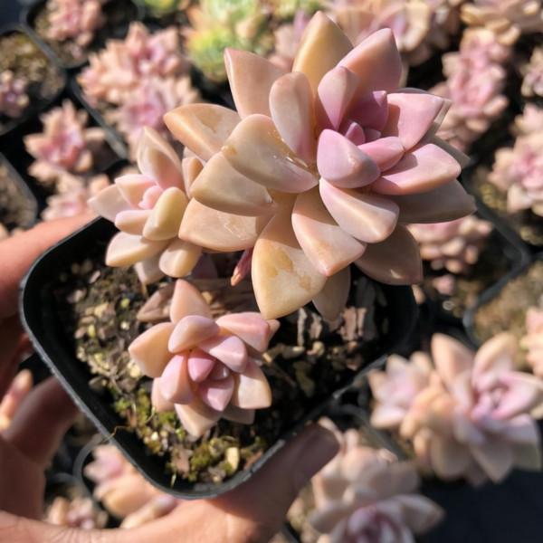 多肉植物 | 多肉個個都是老樁 多肉植物 | 多肉個個都是老樁