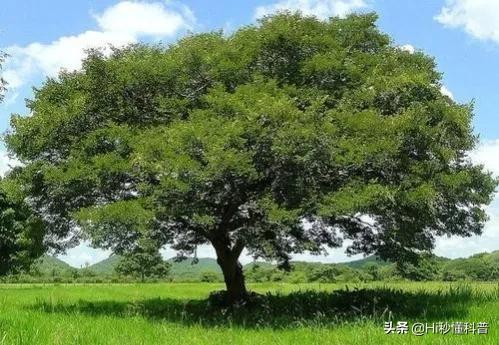 科學家稱：發現可以生產“石油”的樹，或有望解決能源危機問題？