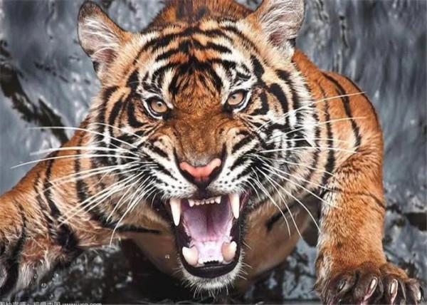 民間故事：牛王為救主，竟與猛虎搏鬥，7天后隨主而去，有情有義