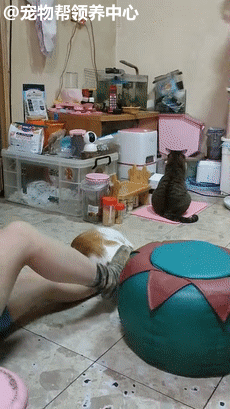 因為主人忘記放糧食，貓咪露出詭異的笑臉，主人背脊發涼