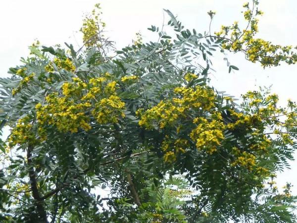 實用分享丨30款大型開花樹種介紹,白似雪、黃似陽、紅似霞,美翻 實用分享丨30款大型開花樹種介紹,白似雪、黃似陽、紅似霞,美翻