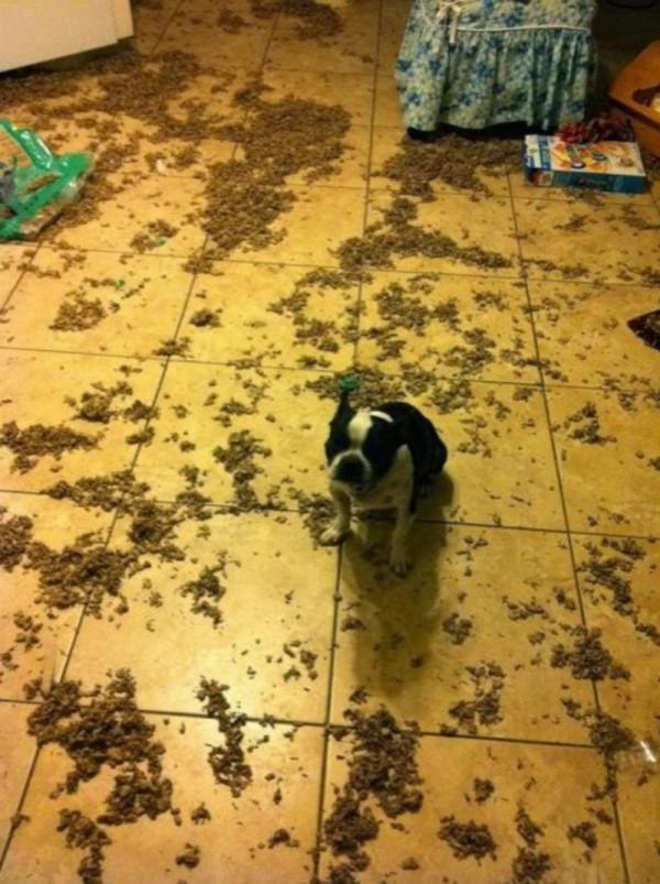 因搞破壞被抓時的狗狗,它的表情我能笑一天 因搞破壞被抓時的狗狗,它的表情我能笑一天