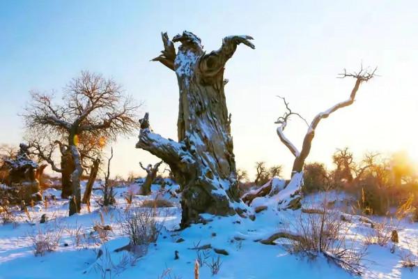 木壘:千年胡楊傲雪林立 木壘:千年胡楊傲雪林立
