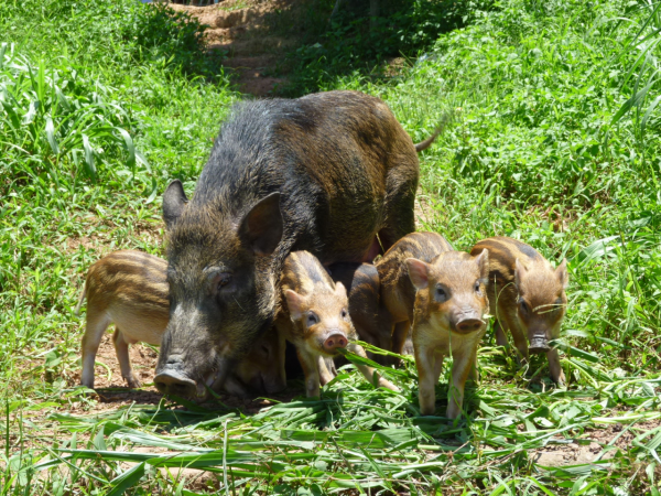 “野豬患”四起！為何獵殺野豬成了“賠本”的買賣，專家：玩不起
