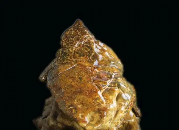 全國各省的“王炸”奇石？看看你家鄉的最牛奇石是什麼？