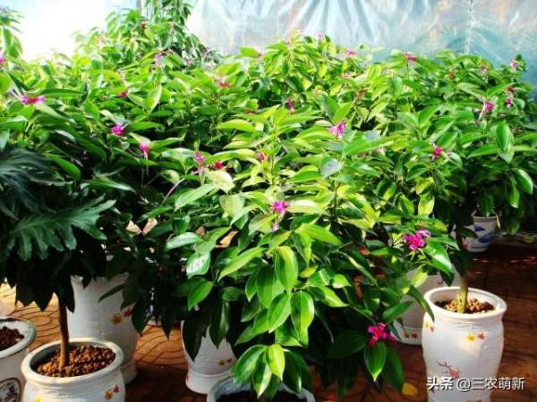 客廳有樹，十家九富！這幾種植物放在家裡，既能鎮宅，又寓意吉祥