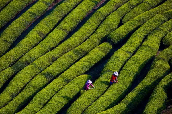 鄉村振興：文旅產業的100個盈利點