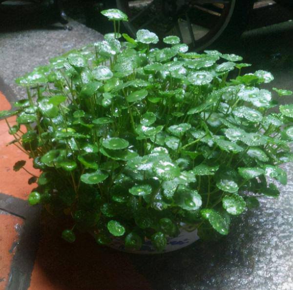 有3種植物“最堅強”,枝葉剪成幾段,丟土裡不管,也能長滿盆 有3種植物“最堅強”,枝葉剪成幾段,丟土裡不管,也能長滿盆