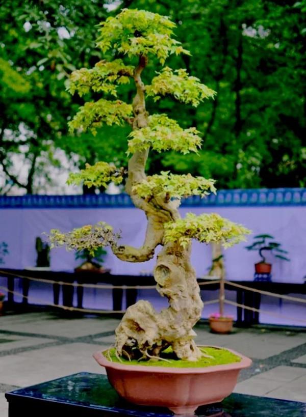 您知道下面盆景的風格是哪派的嗎？