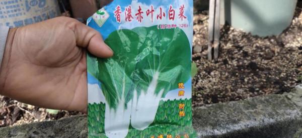 樓頂菜園日常10月12日