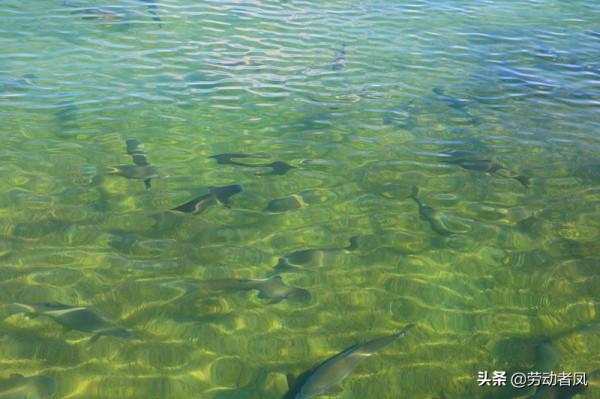 大唐小唐歷險記—遇見班公湖,水天一色自然好風光 大唐小唐歷險記—遇見班公湖,水天一色自然好風光