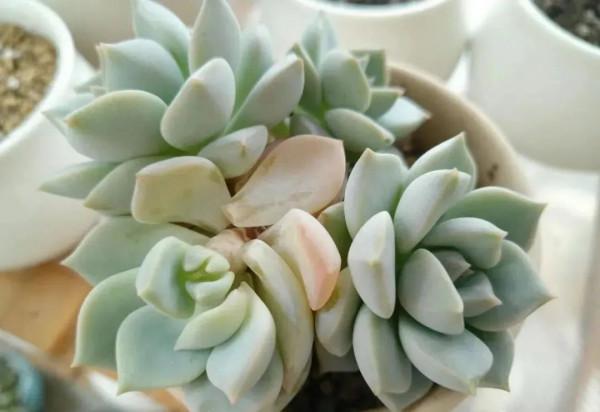 多肉新手常問的問題(四):關於多肉長氣根、掉葉片、施肥 多肉新手常問的問題(四):關於多肉長氣根、掉葉片、施肥