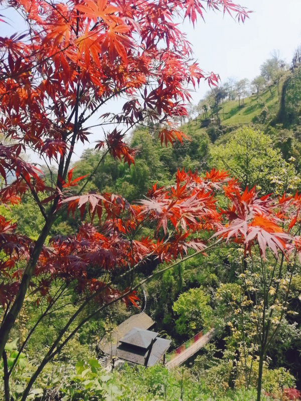 賞秋來這裡！什邡神瀑溝紅楓林金秋醉美風景上線~