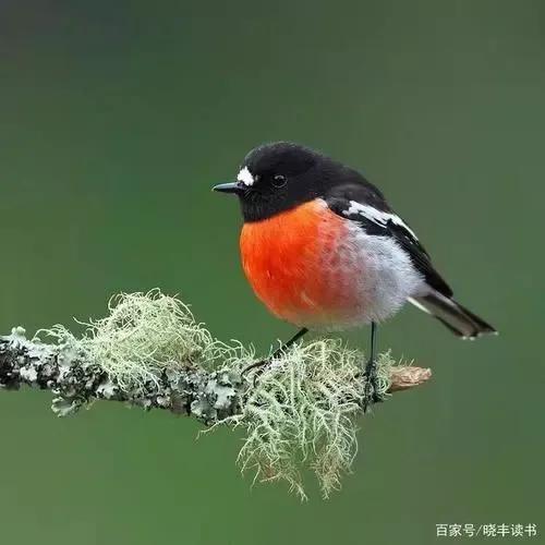 活潑可愛的&mdash;&mdash;知更鳥