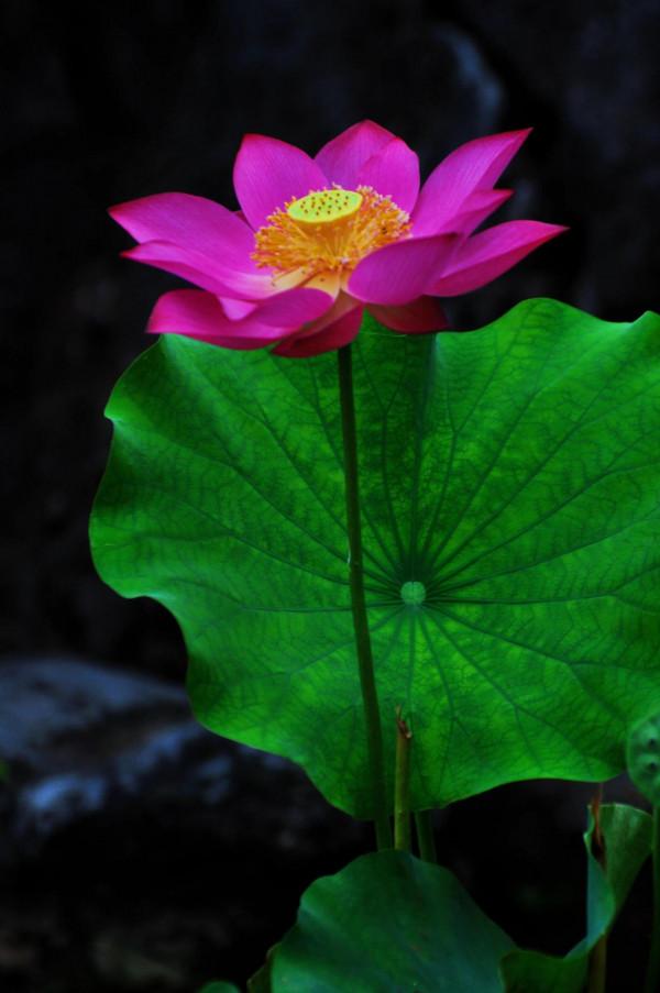 冬季看蓮花是“雪蓮”嗎? 冬季看蓮花是“雪蓮”嗎?