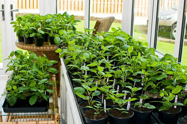 大麗花扦插方法，一盆變十盆，成活率100%