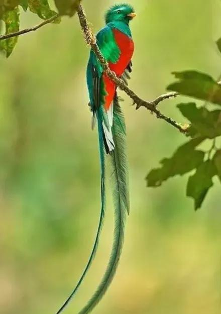 二十種長尾鳥賞析