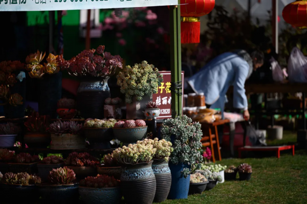 新春佳節到，迎春花展來，騰衝這片近萬平米花卉展區等你打卡啦！