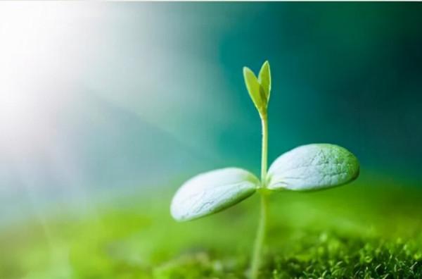 什麼是生態仿生車? 什麼是生態仿生車?