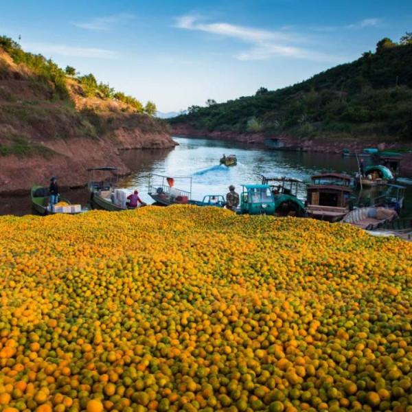 稻花香裡說豐年!稻穀飄香的秋日你記錄了嗎? 稻花香裡說豐年!稻穀飄香的秋日你記錄了嗎?