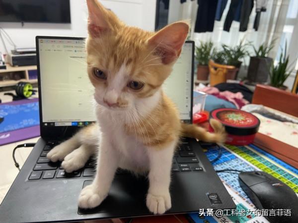 一隻想努力提高文化底蘊的貓