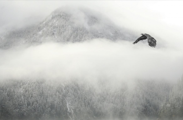 故事：古人記載的猛虎和異獸的離奇事件！能夠捕食猛虎的異獸？