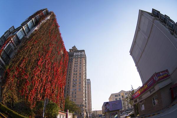 秋 韻 賦----《蝶變回天》北京天通苑靚麗美景拍不完（18）