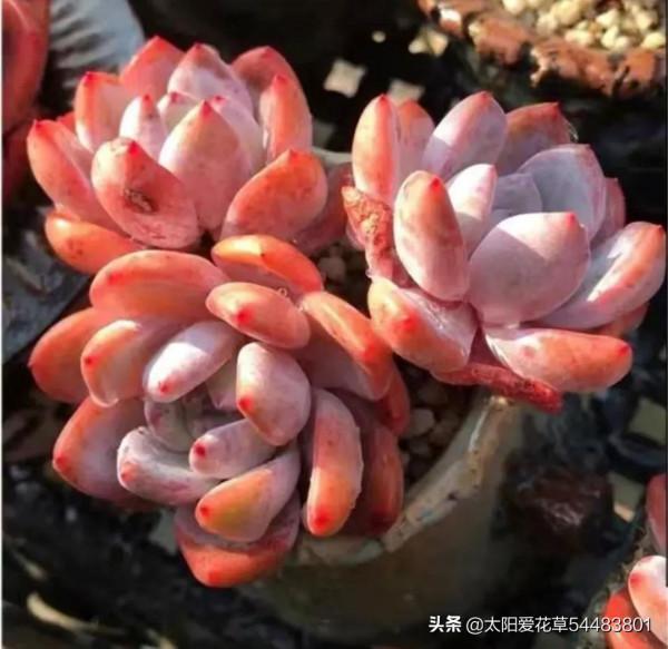 冬天是多肉的天下,不要錯過這4種肉肉,輕鬆一養就很美 冬天是多肉的天下,不要錯過這4種肉肉,輕鬆一養就很美