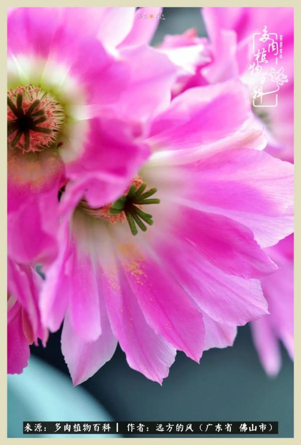 我若盛開，蝴蝶愛來不來