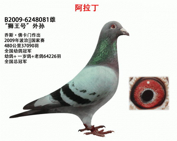 比利時鴿界的&OpenCurlyDoubleQuote;沉默巨匠&rdquo;