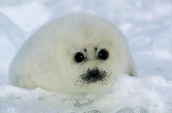 十大最萌動物盤點！看看有咱中國的幾個？