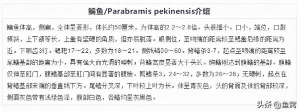武昌魚和鯿魚,釣魚人還能傻傻分不清? 武昌魚和鯿魚,釣魚人還能傻傻分不清?