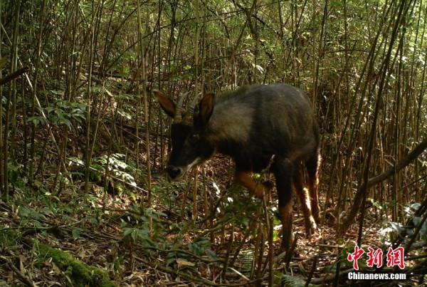 四川栗子坪保護區紅外相機拍到多種珍稀野生動物