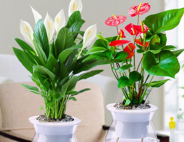 利於健康的吉祥花,建議從這12種裡面選擇,好養大氣有旺宅的寓意 利於健康的吉祥花,建議從這12種裡面選擇,好養大氣有旺宅的寓意