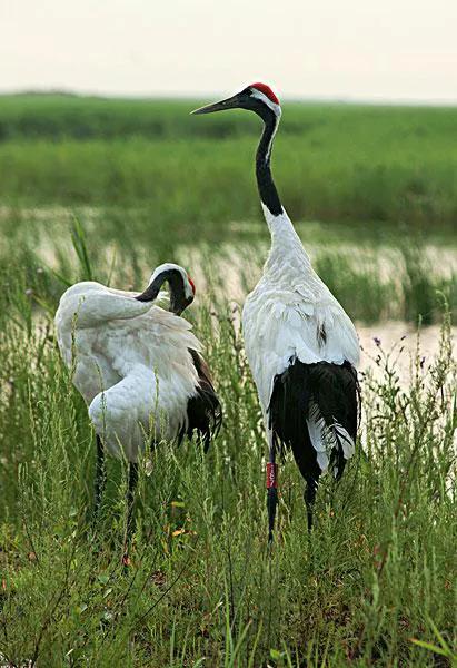 人類的身體進化並不完美