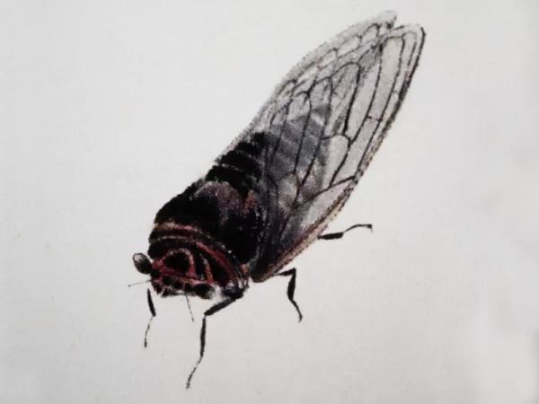 齊白石筆下的飛蟲,精細之極 齊白石筆下的飛蟲,精細之極