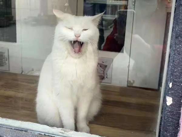 小嶽嶽：你知道我為了紅有多努力嗎？