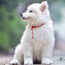 不要因為未帶牽引繩，導致寵物犬不慎走失，去踏上卑微流浪之路