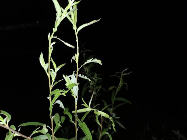 誰說近處無風景?大美清泉河給你一份不同的畫卷 誰說近處無風景?大美清泉河給你一份不同的畫卷