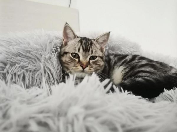 我家的貓咪多多，很粘人