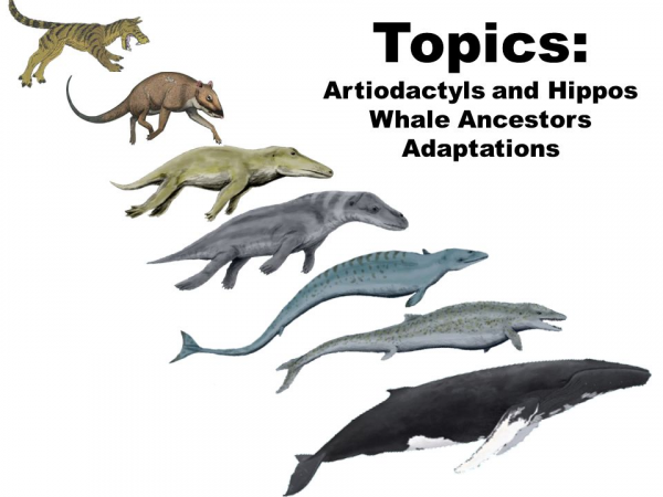 考古重大發現!埃及出土四足“死神鯨”,鯨魚演化有多傳奇? 考古重大發現!埃及出土四足“死神鯨”,鯨魚演化有多傳奇?