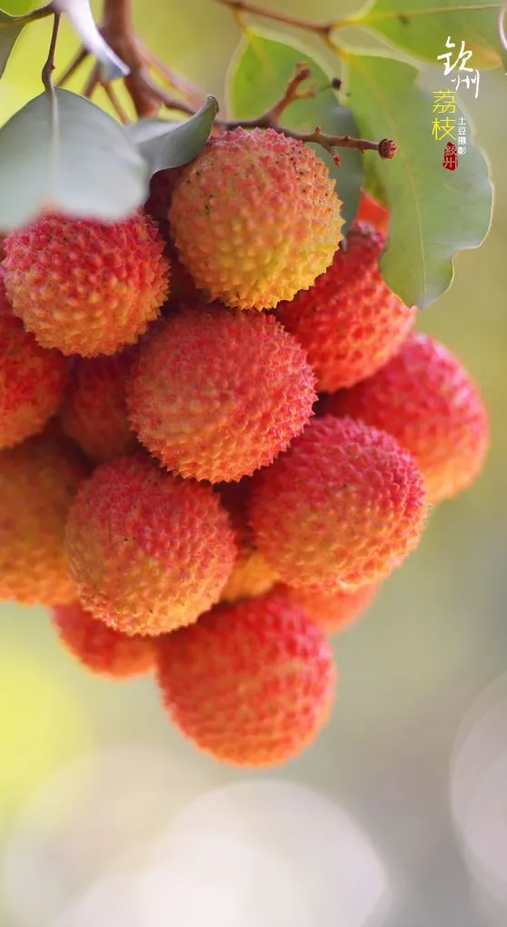 北海隔壁，廣西這座安逸老城！高鐵直達，嗦粉水果自由，早該火了