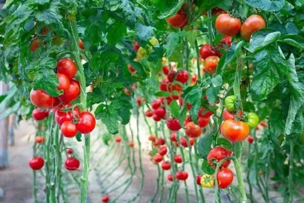 用這個配方預防&OpenCurlyDoubleQuote;倒春寒&rdquo;，作物噴一下，再冷也不用怕