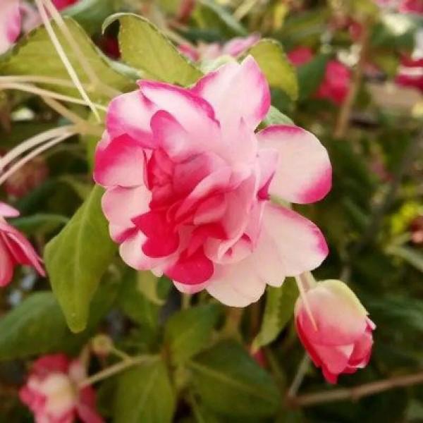 分享圖片，重瓣鳳仙花