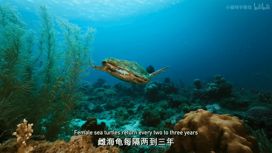 16部超讚自然紀錄片，讓孩子足不出戶看到地球的“真實面目”！