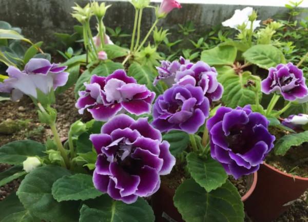 實用分享丨30款年宵花鑑賞，觀花的、賞果的都有…你最喜歡哪個？